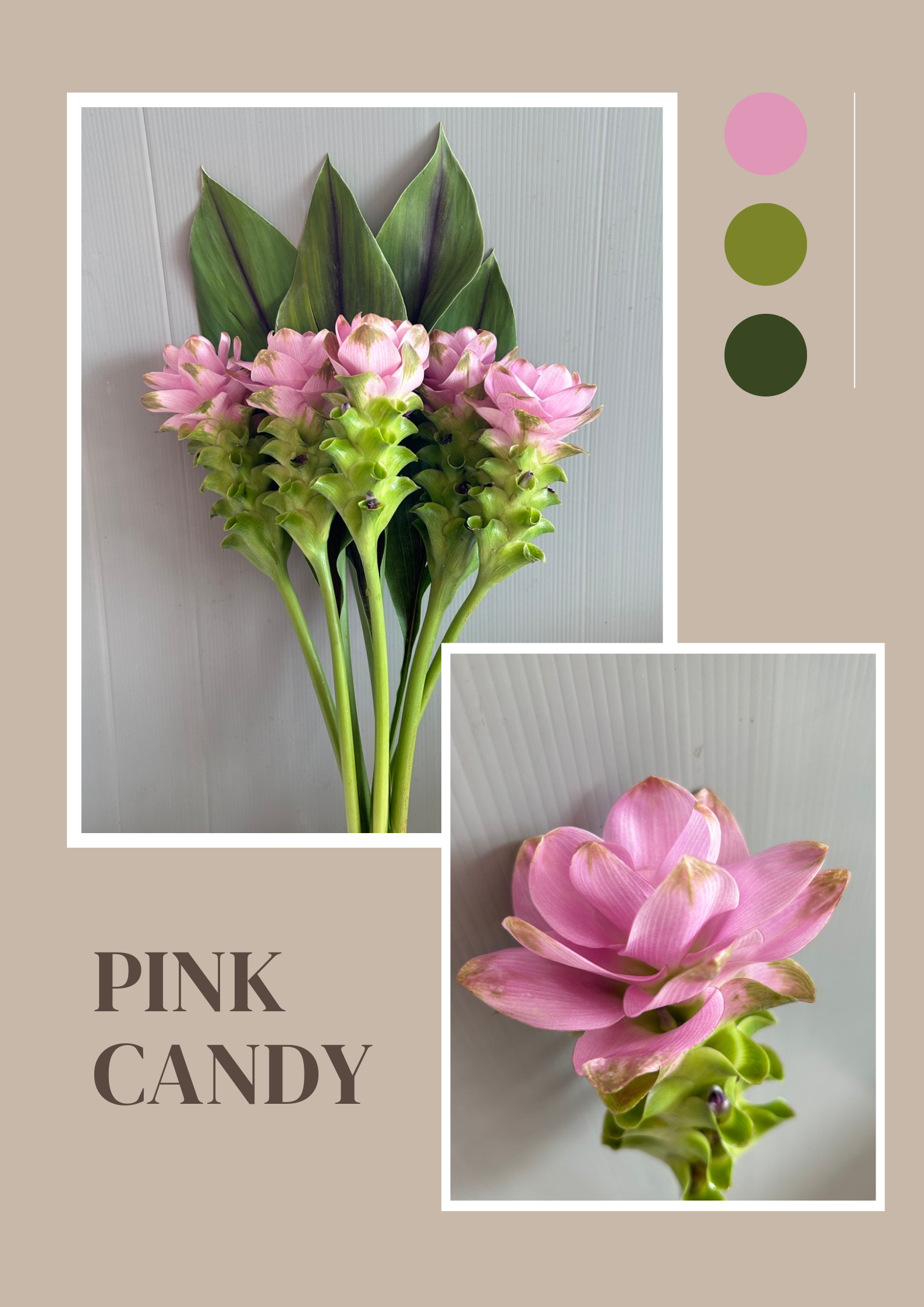 Siam Tulip (Curcuma) image